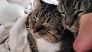 3 Cats Snuggle With 2 Dogs and Purr