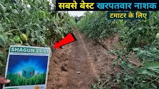 टमाटर को छोड़कर सब कुछ साफ ।। Kharpatwar Nashak Dawa || Shagun 21-11 Herbicide 🍅🍅