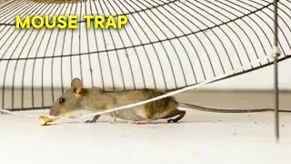 Fear No More: Simple Homemade Rat/Mouse Trap with Electric Fan Guard