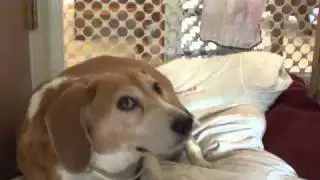 Puppy !