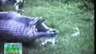 Serpiente comiendo un Hipopotamo!!??!