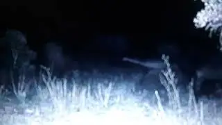 CONGO GAME CAMERA CAPTURES REAL DINOSAUR THE MOKELE MBEMBE VIDEO