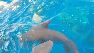 Big Fish attack to human माछाले यसेरी मान्छेलाई खायो