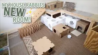 My house rabbits NEW room