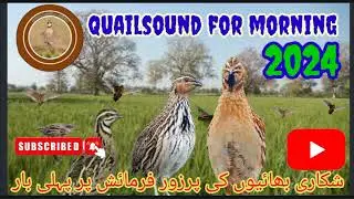 quail sound for morning 2024//batair ki awaz mp3//