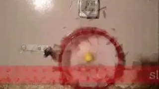 My hamster can not manage to stop spinning in his wheel