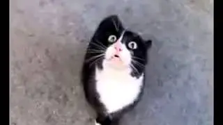 Аццкий кот