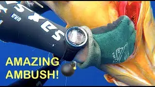 DEEP SPEARFISHING AMAZING AMBUSH FOR A BIG GROUPER 12 KG