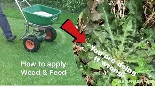YOU ARE DOING IT WRONG!! How to apply Weed and Feed