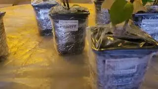 Посылочку с гортензиями прибыла!