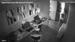 Perro escapa de veterinaria