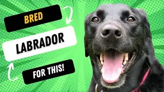 What Was The Labrador Bred For?