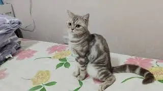 小猫米粉儿最爱和奶奶玩耍，看它嗨皮的样子真开心，宠物的快乐就是这么简单，小猫咪真是治愈人心啊