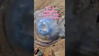 Много медуз. Пляж посёлка Волна. Нажмите два раза на экран. 