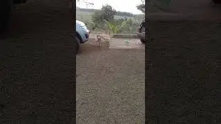 #shorts#Se você ama animais compartlhe