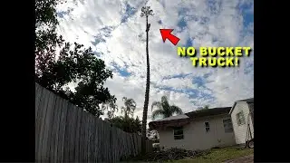 Pros Cutting Down A 60 Foot Norfolk Pine Tree Hanging Over The House