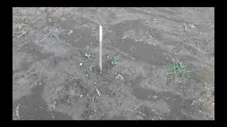 Late planting of summer squash