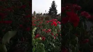 Бесконечные розы в Ташкенте #ташкент #узбекистан #розы #shorts