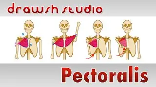 The Pectoralis Muscle