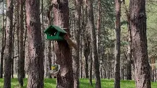 Балабанівський ліс, Миколаїв