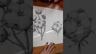 "Рисование цветка хлопка".