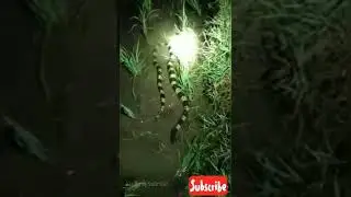 MANCING BELUT KETEMU ULAR WELANG