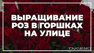 Выращивание роз в горшках на улице | toNature.Info