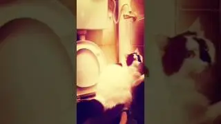 Приучаемся к туалету