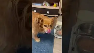 Той Терьер ВЕНЯ 🐶5ый день после двух операций 