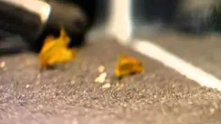 Gold Laser Cories