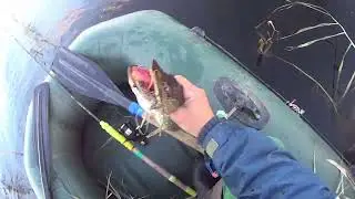 ЩУКИ ОКТЯБРЬСКИЕ