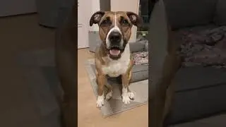 каким будет 2023?  приколы 2022 #shorts  #tiktok  #dog  #funny  #animal
