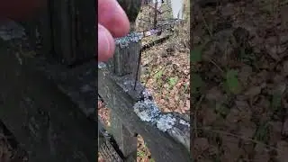 МОГИЛЬНЫЕ ИГЛЫ ПОРЧА НА СМЕРТЬ