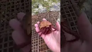 When the sea water recedes, many fish are trapped.