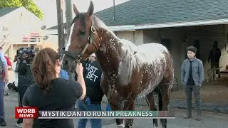 Mystik Dan Set To Race In The Preakness Stakes