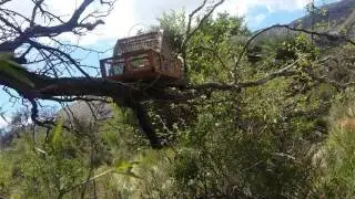 Cazando reinamora