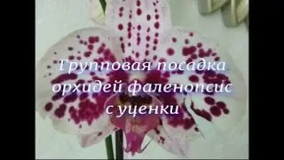 №13/ Групповая посадка орхидей фаленопсис с уценки