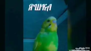 Как определить возраст попугая?!