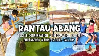 Rantau Abang 海龟保育与资讯中心 & 濒危海洋物种展览馆 亲子探索 🔍