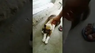 esse gato e uma resenha kkk 🤣🤣