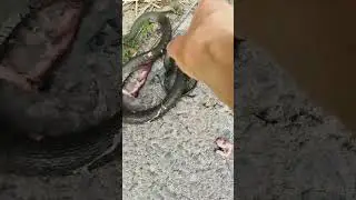 Бедный уж#shorts#Раздавили.