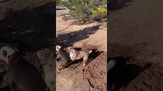 Rio Burrito doggy date #music #hiphop #love #puppy #happydoglife #cuteanimal #dog