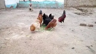 Cocks and hens