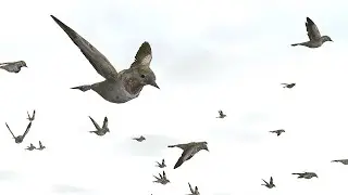 Bird Flock Sparrow 2023 | Unity Asset Store