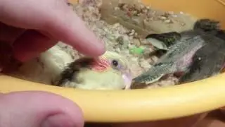 CUTEST cockatiels chicks