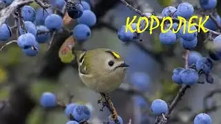 КОРОЛЕК🐦/Птицы/Животные/Интересные факты