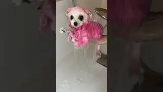 Розовая собака?!🐽🐶 