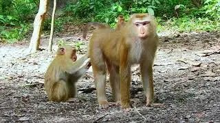 Oh, Poor baby monkey Luna needs mom Luna, take care; he doesn't want mom Luna leave him