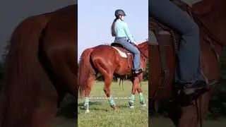 Chester At A Pro Rodeo! #horse #prorodeo #equestrian #barrelracing