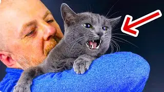 The REAL Reason Why Cats Hate Hugs